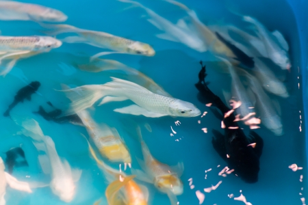fishes in pond , For Sellの写真素材