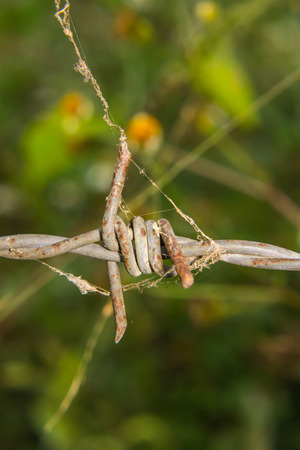 Macro Barbed Fenceの写真素材