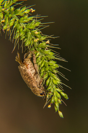 June Beetle hang grass flowerの写真素材