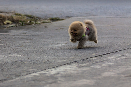 Pomeranian puppy runningの写真素材