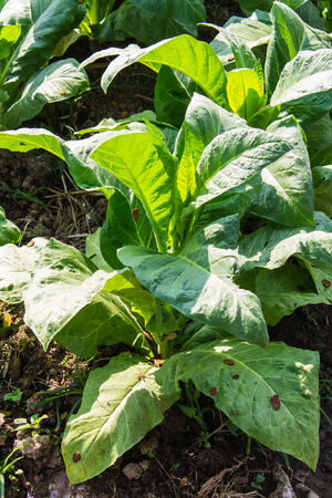 Tobacco Plants ,Agriculture in Thaiの写真素材
