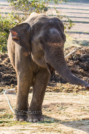 Thai Elephantの写真素材