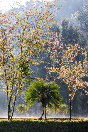palm and Wild Himalayan Cherry flowerの写真素材