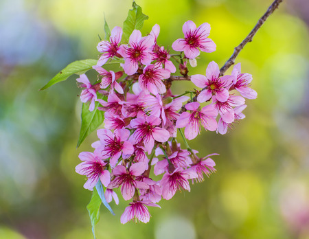 Wild Himalayan Cherry flower ,Thai  Sakura blossomの写真素材