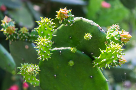 Prickly Pear Cactus, flower