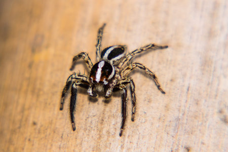 Macro Spider