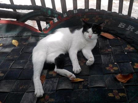 Thai catの素材