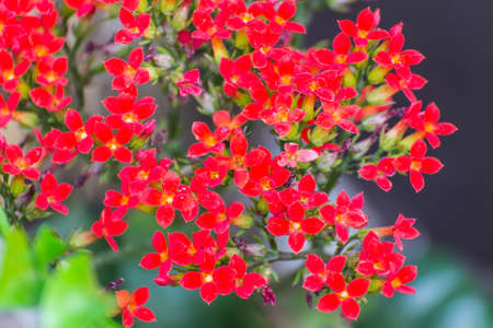 Red Kalanchoe Bloomの写真素材