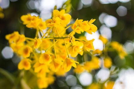 Dendrobium chrysotoxum Lindl, yellow orchidの写真素材
