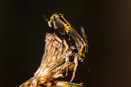 Mating Pair of Downy Emerald Dragonflyの写真素材