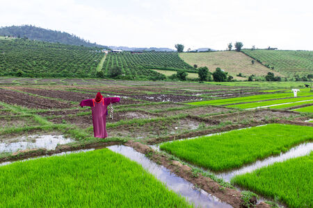 scarecrow lisu Jacket in rice field, Thailandの写真素材
