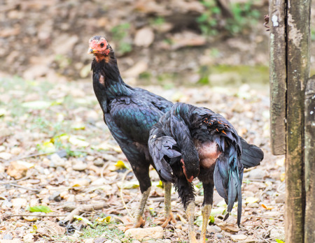 Thai Little black chickの写真素材