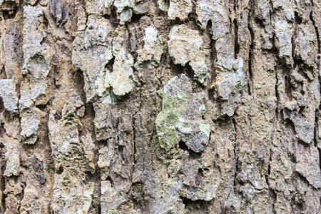 Bark textureの写真素材