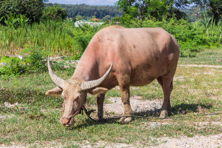Albino buffalo (White Buffalo) graze on the meadow
