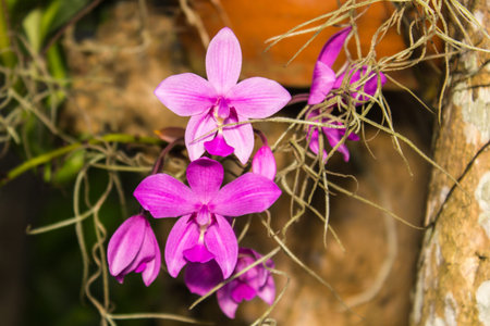 Pink Orchids in garden
