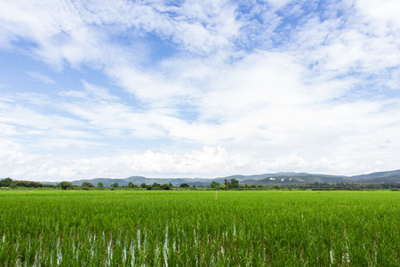 Green rice field with beauty sky in Thailandの写真素材