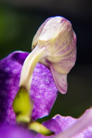 Macro Purple Vanda Orchidの写真素材