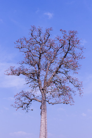 Bombax Ceiba flower with beauty skyの写真素材