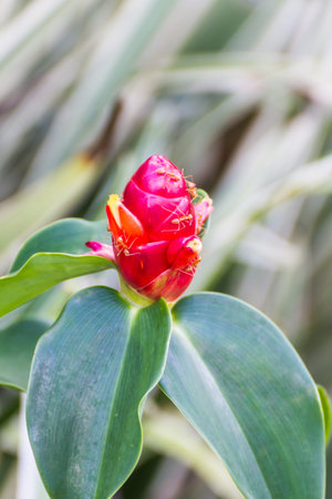 cane red the seasonal