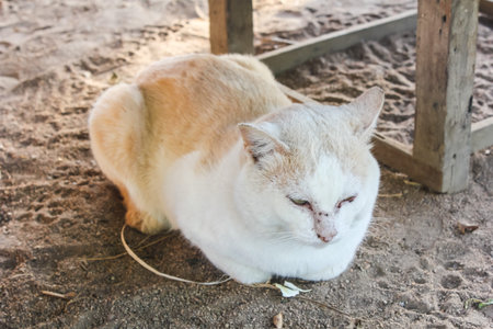 Thai catの写真素材