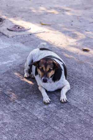 Thai stray dog Sleepの写真素材