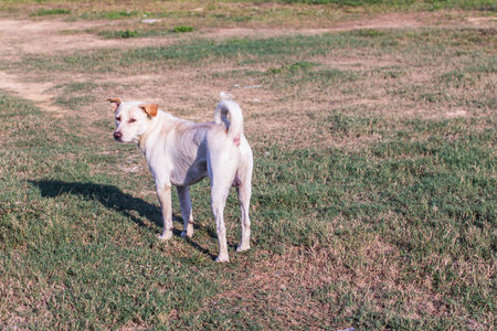 thai white stray dog in lawn