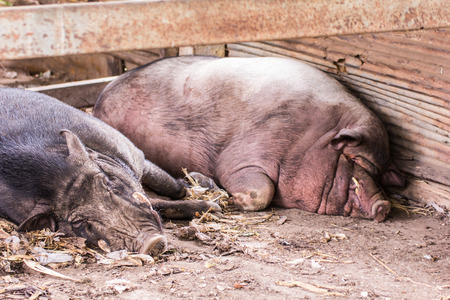 Thai Boar sleepの写真素材