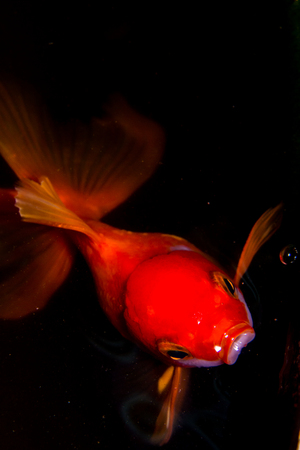 goldfish isolated on Blackの写真素材