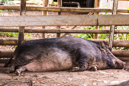 Thai Boar sleepの写真素材