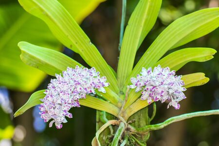 Large Bunch of white purple orchid flowerの写真素材
