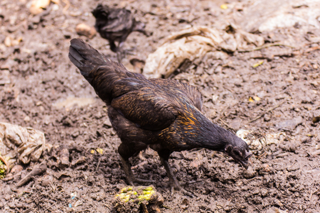 Thai chickenの写真素材