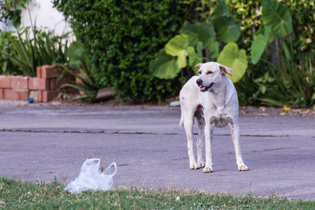 thai white stray dogの写真素材