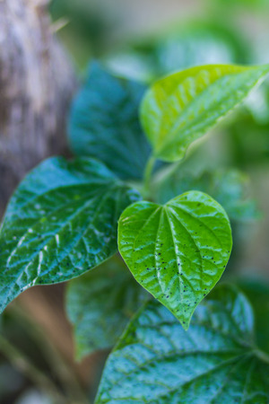 macro Piper sarmentosumの写真素材