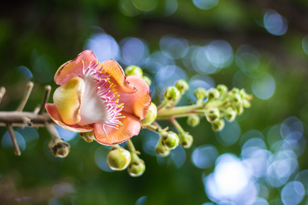 Cannonball flower with bokehの写真素材