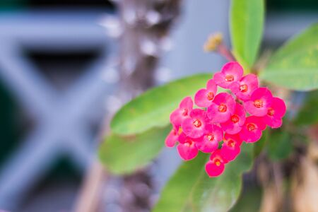 pink Euphorbia milli flower, Crown of thornsの写真素材