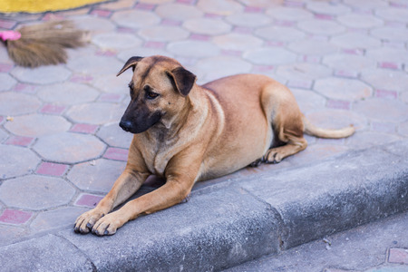 thai stray dogの写真素材