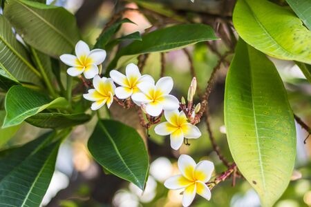 White Frangipani flowersの写真素材