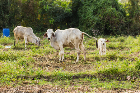 thai cow in fieldの写真素材