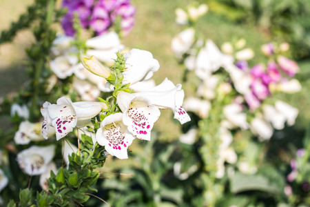 white salvia flowersの写真素材