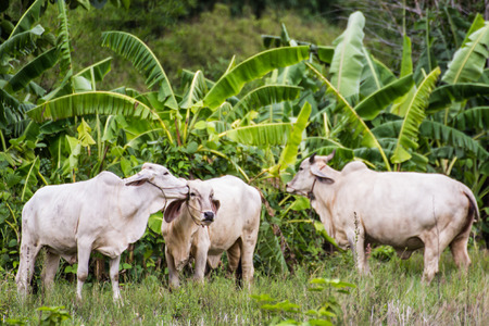 thai white cows in fieldの写真素材
