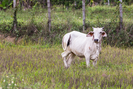 Thai white cow in field, mammalの写真素材