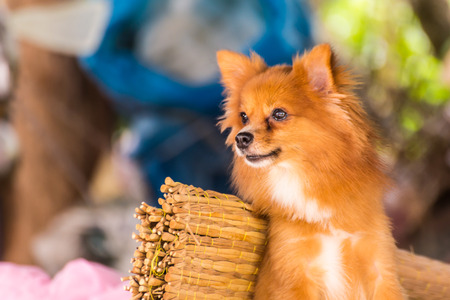 Cute Pomeranian dog, petの写真素材
