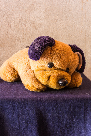 Still life Cute dog brown dollの写真素材