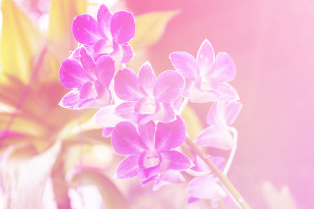 Purple orchidsの写真素材