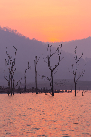 Dry tree in Mawngad Dam, Chiangmai Thailand, lanscapeの写真素材