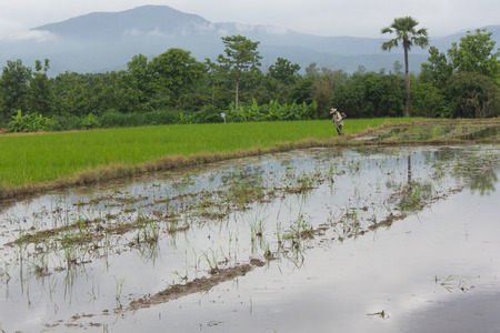 farmer rice field Worker cutting grassの写真素材