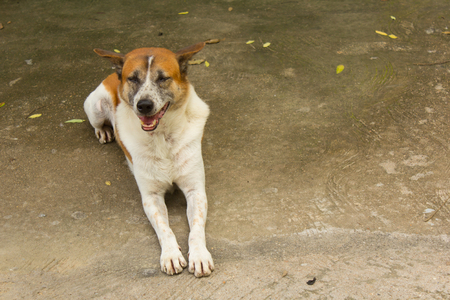 Old white Thai stray dog with  tickの写真素材