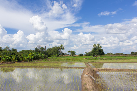 green rice field with beauty skyの写真素材