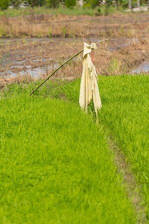 scarecrow in green rice fieldの写真素材
