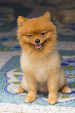 pomeranian cute dog smileの写真素材